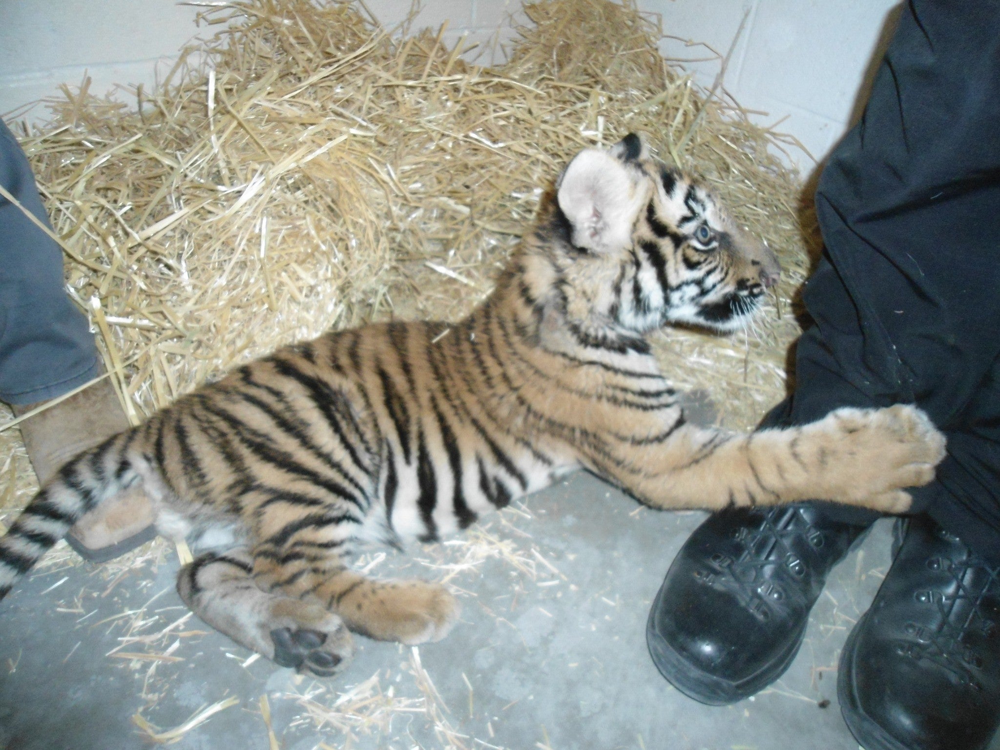 New Mexico police investigating a shooting made the surprising discovery of a Bengal tiger cub being kept in a dog crate