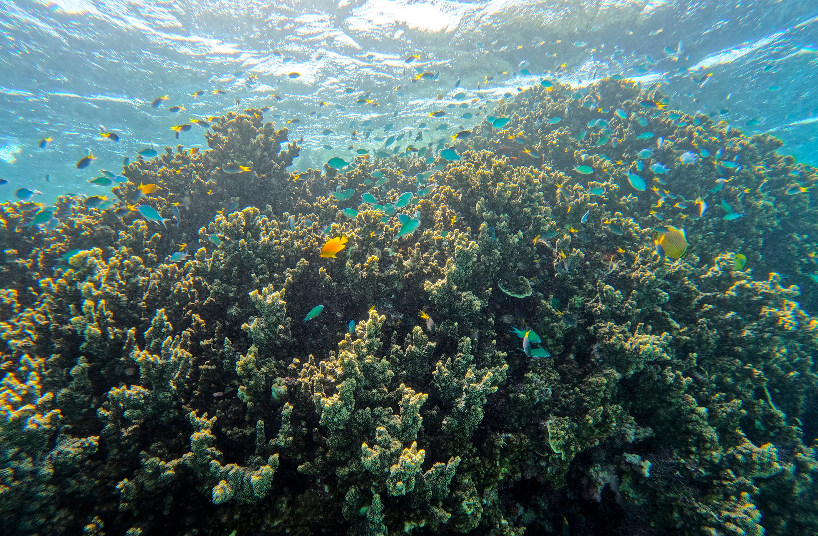 A school of fish swim over a coral head along the Great Barrier Reef in August.