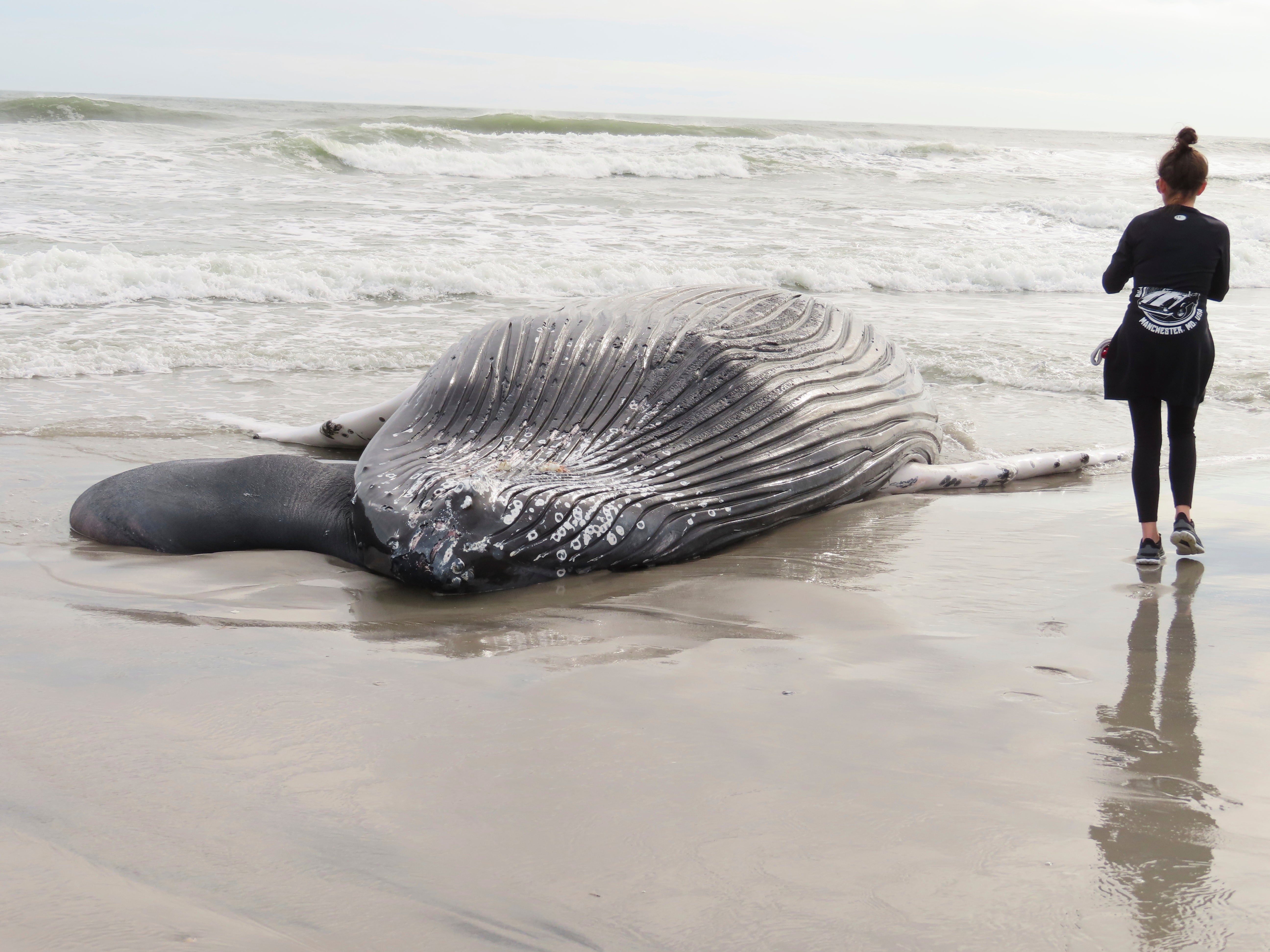 Offshore Wind-Dead Whales