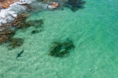 British father alerts beachgoers to great white shark after spotting with drone