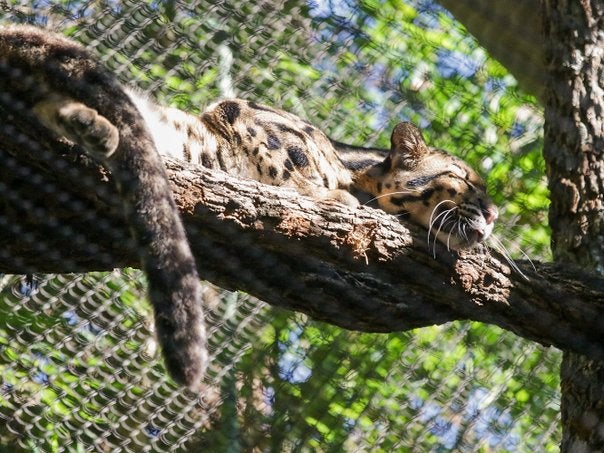 Dallas Zoo has found its missing leopard