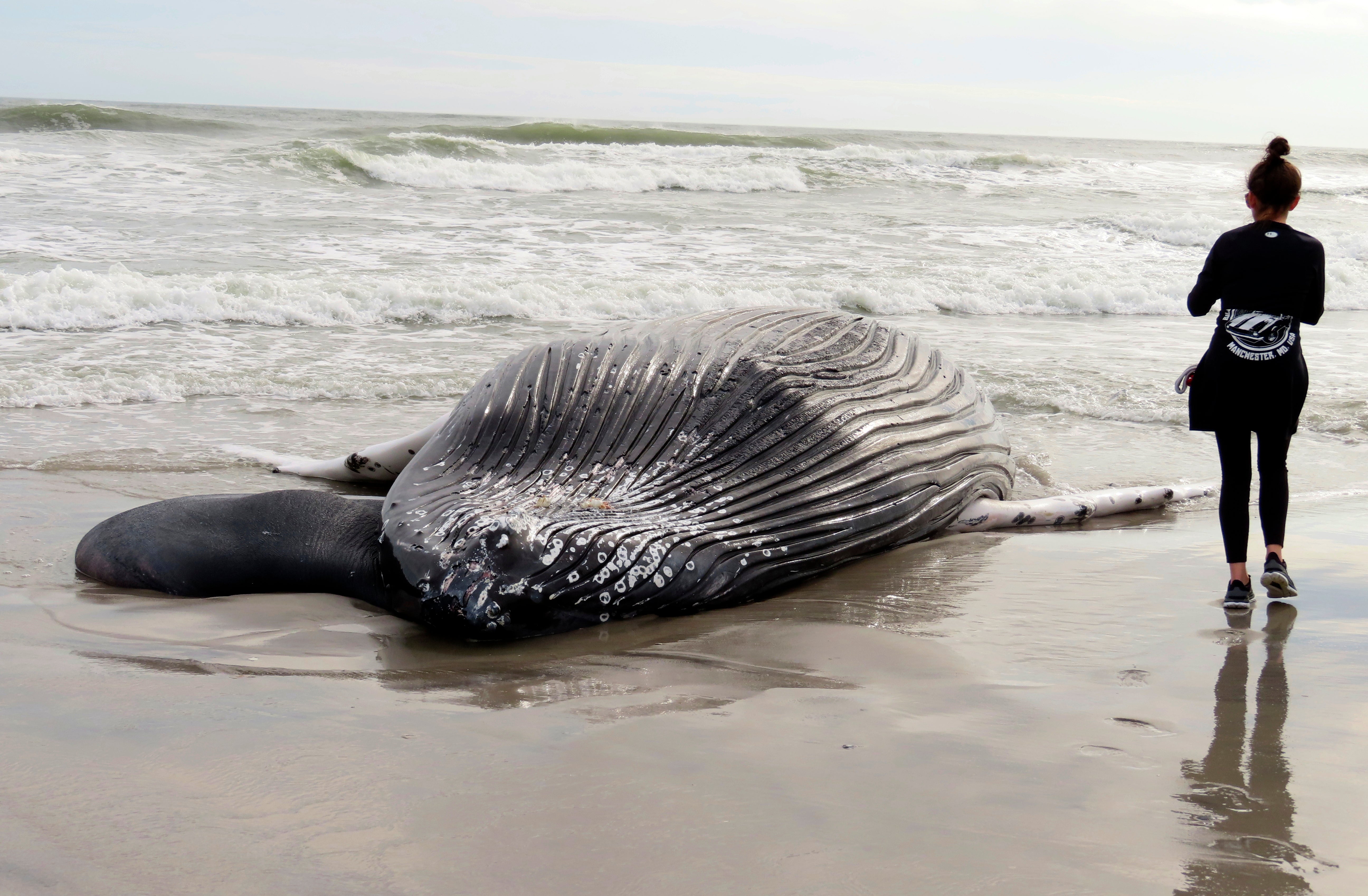 APTOPIX Offshore Wind-Dead Whales