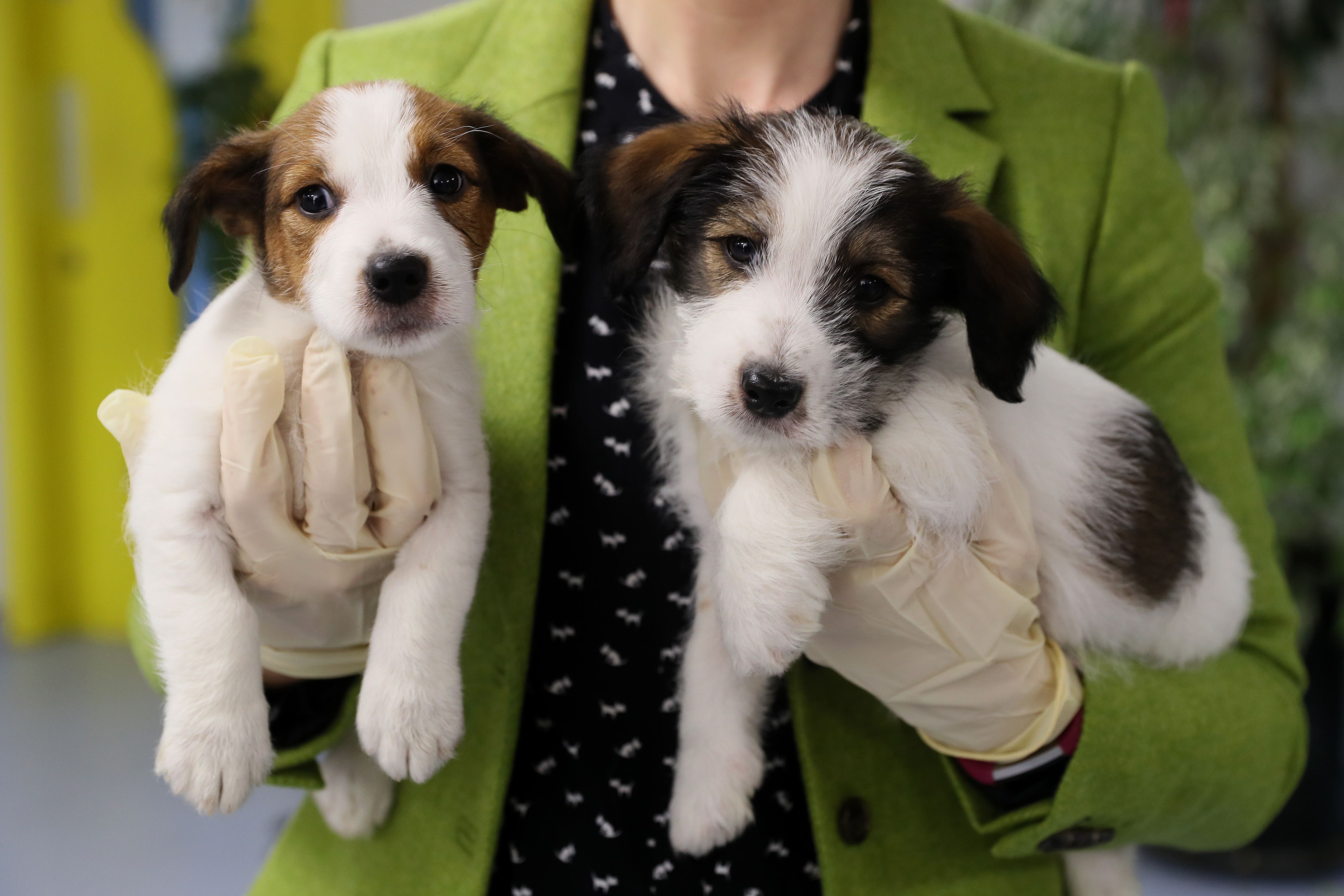 Almost one in 10 UK pet owners are considering giving up their companion to cope with cost-of-living pressures, a report says (PA)