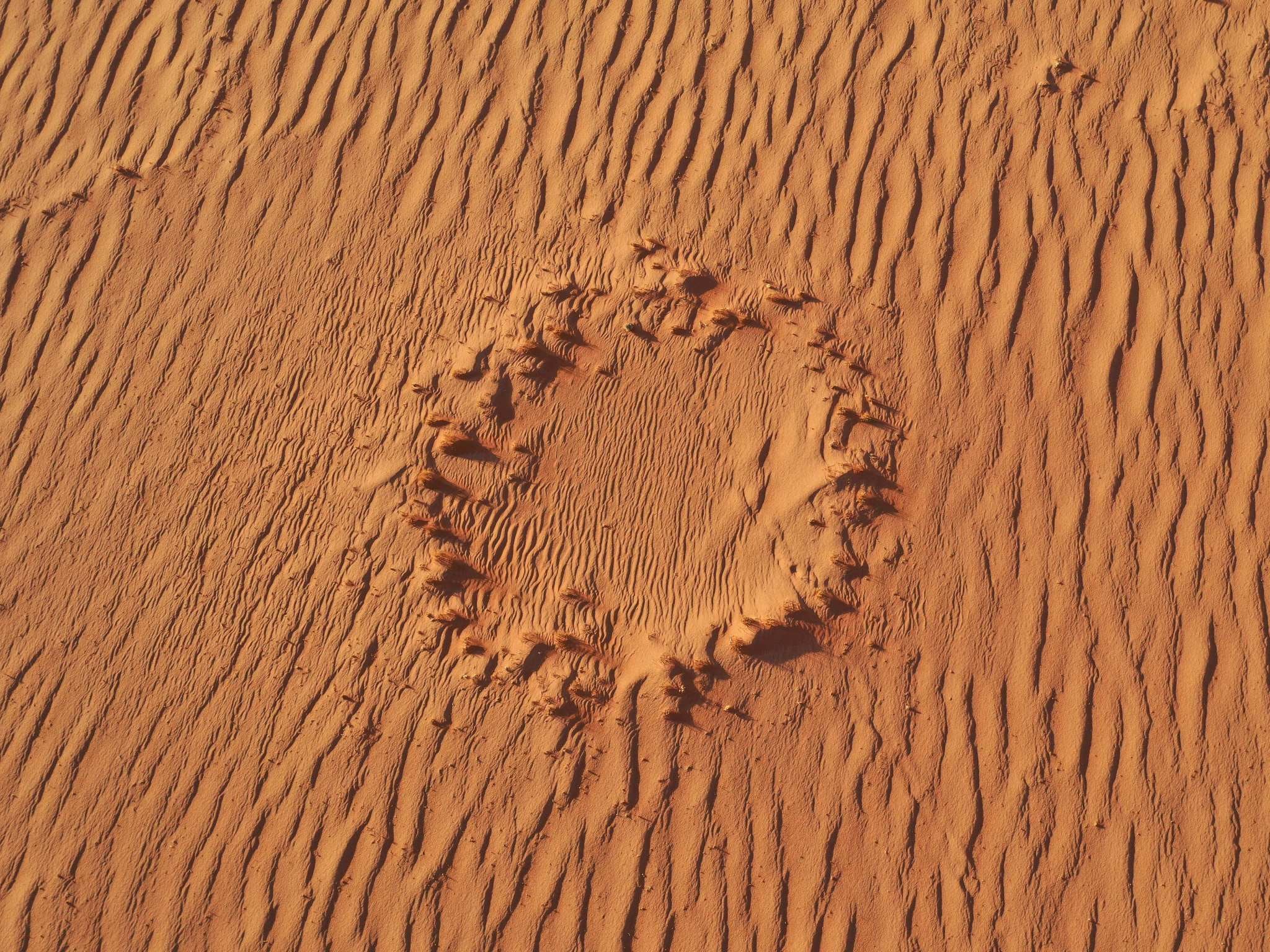 Stephan Getzin has compelling evidence showing the that the fairy circles are a result of a fierce competition for water between the plants