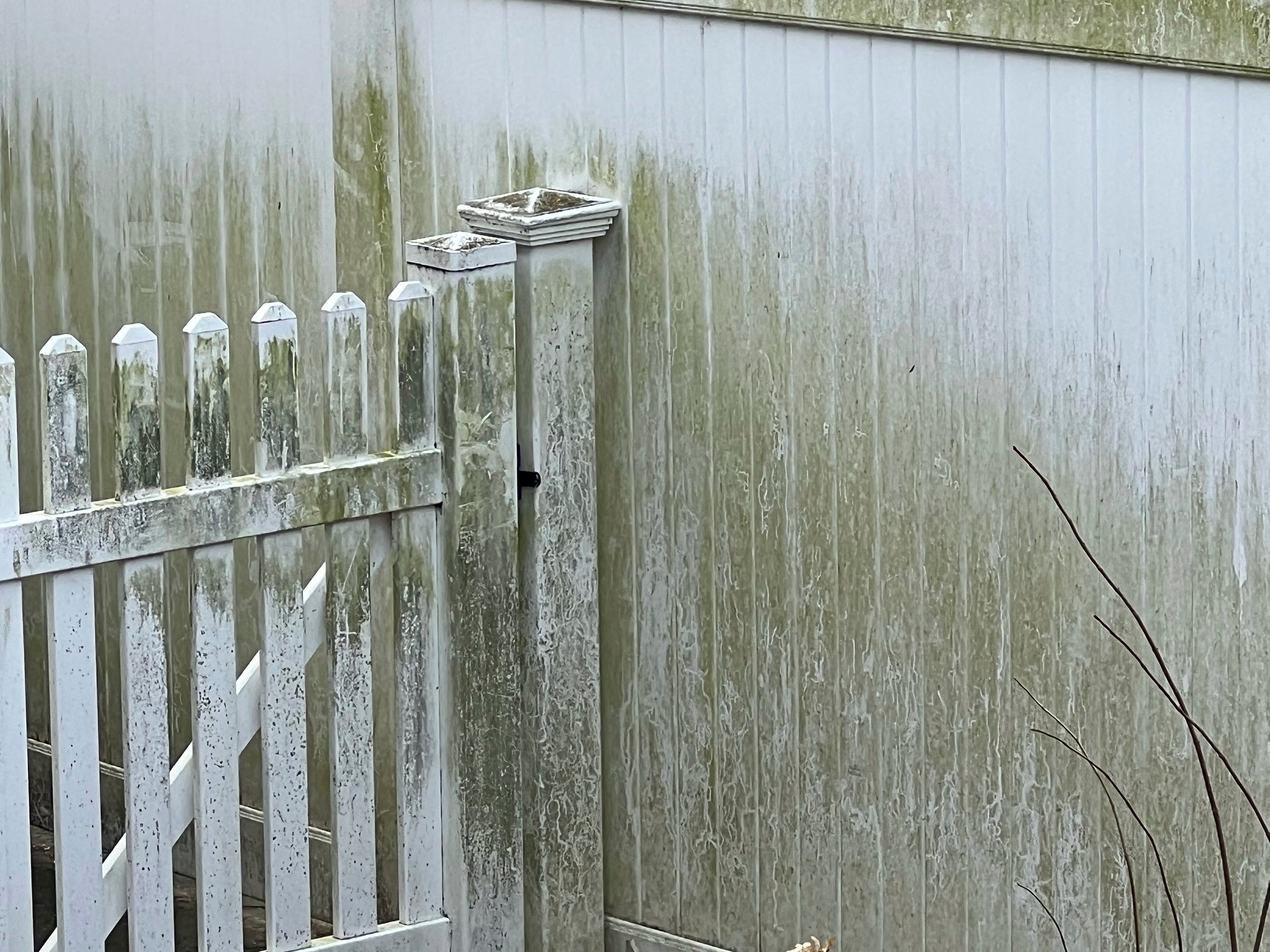 Gardening-Lichens-Moss-Trees