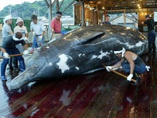 Japan sells dead whale pieces in vending machines to boost trade