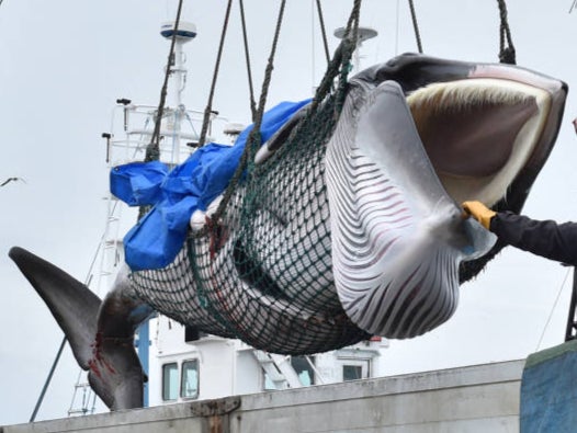 Japanese whalers with a captured minke whale