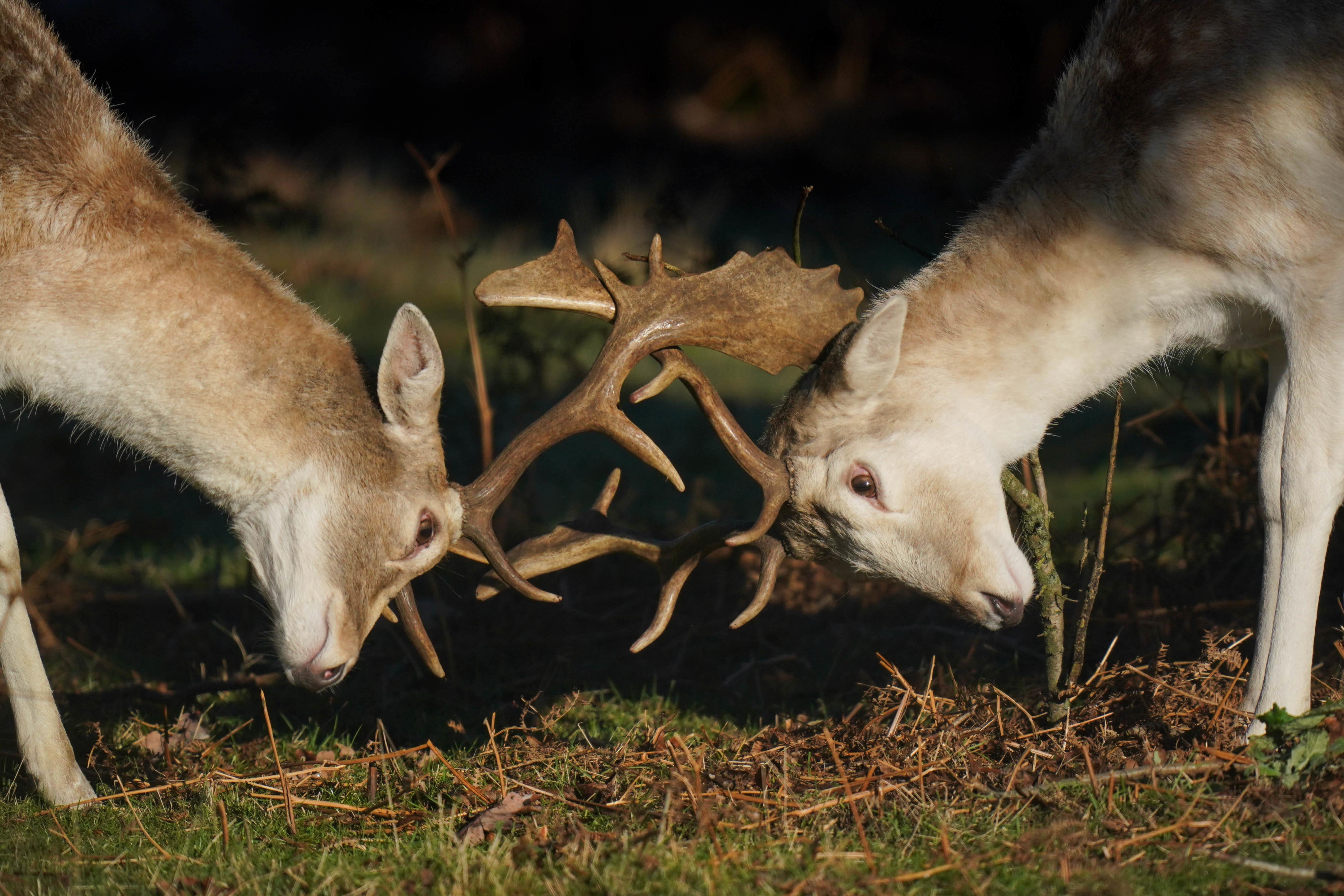 The John Muir Trust (JMT) claims it hears about a crofting community’s plans to buy some of its land via the press amid an ongoing dispute between the two groups over deer culling policies (Jacob King/PA)