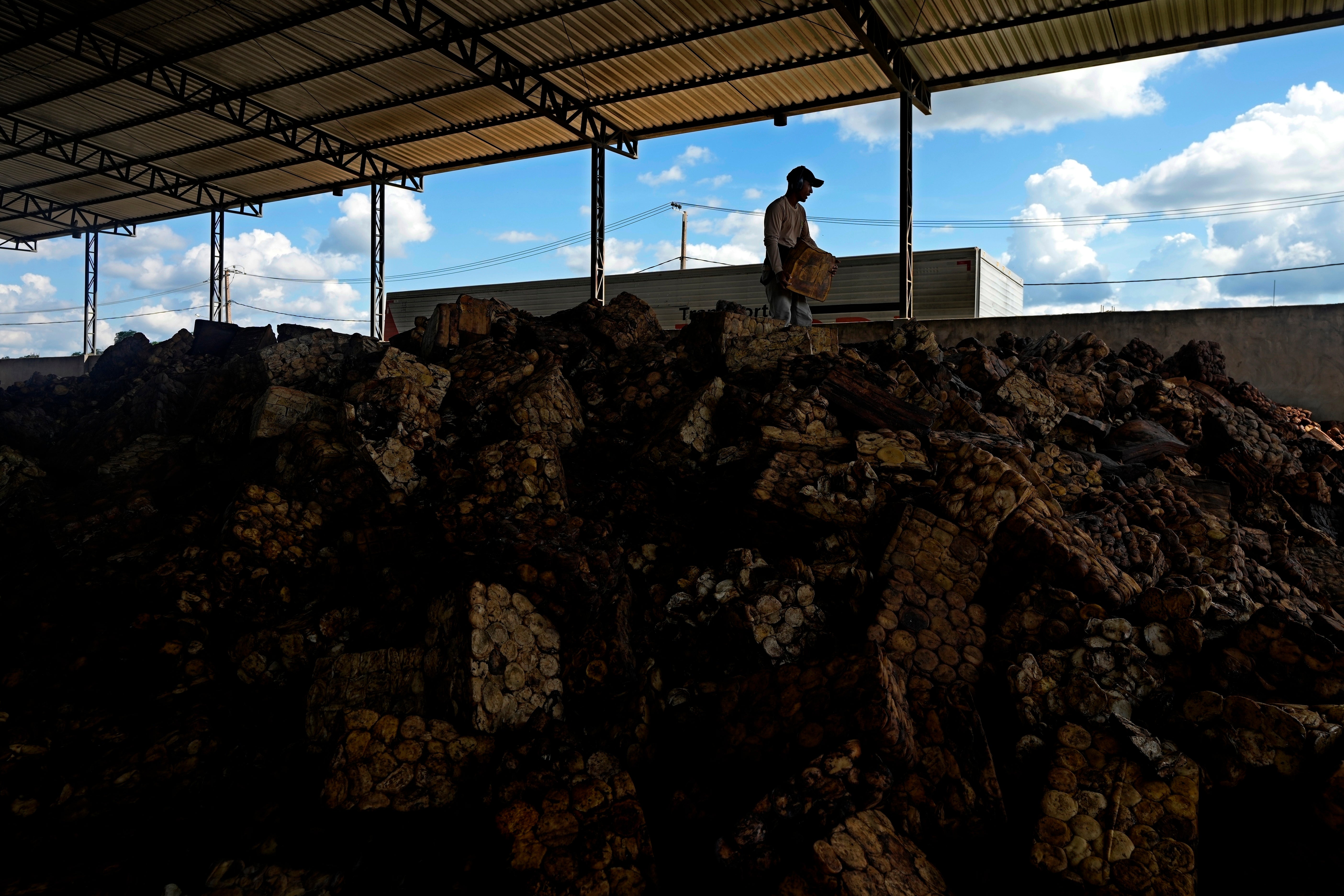 Amazon Rubber Sustainability