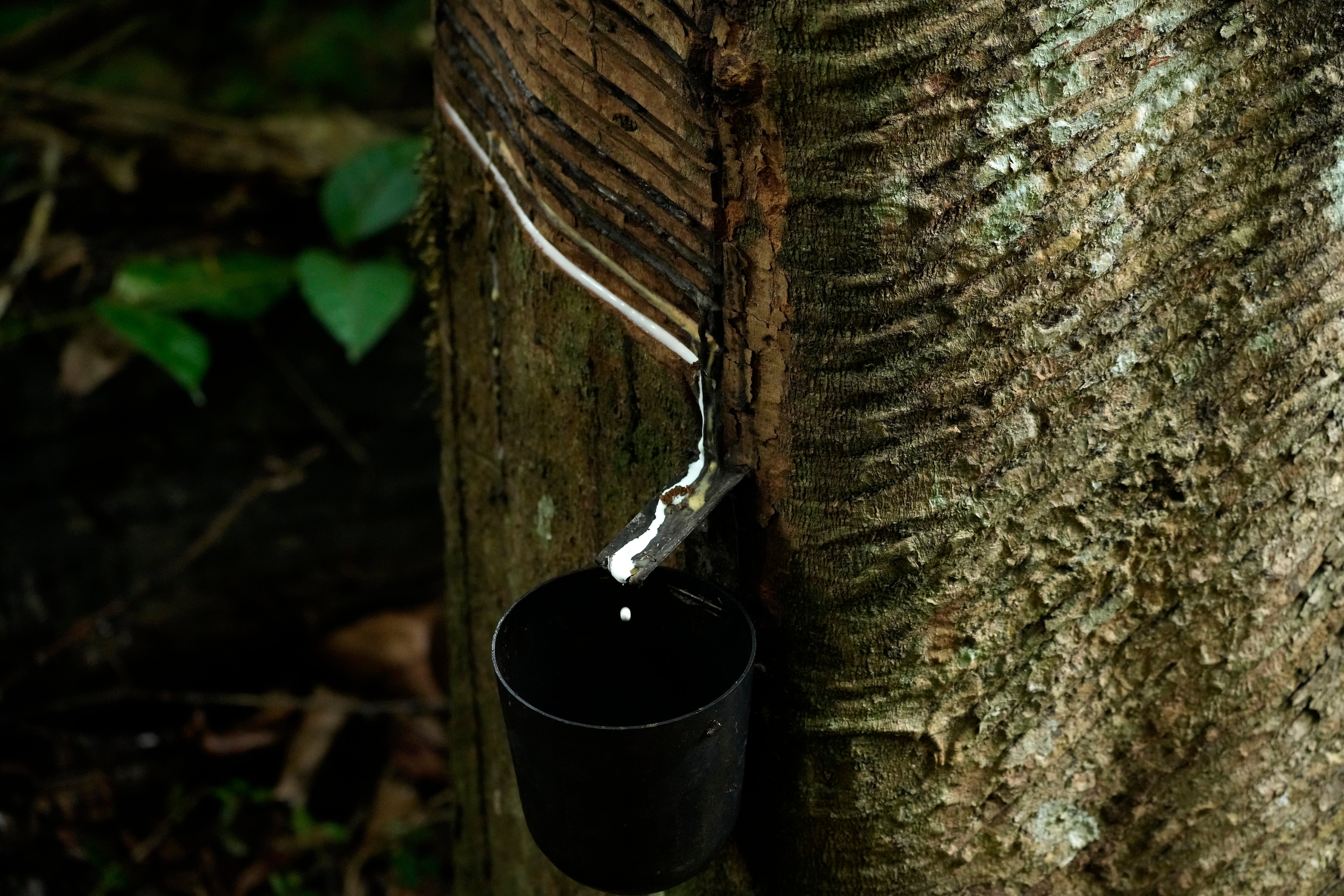 Amazon Rubber Sustainability