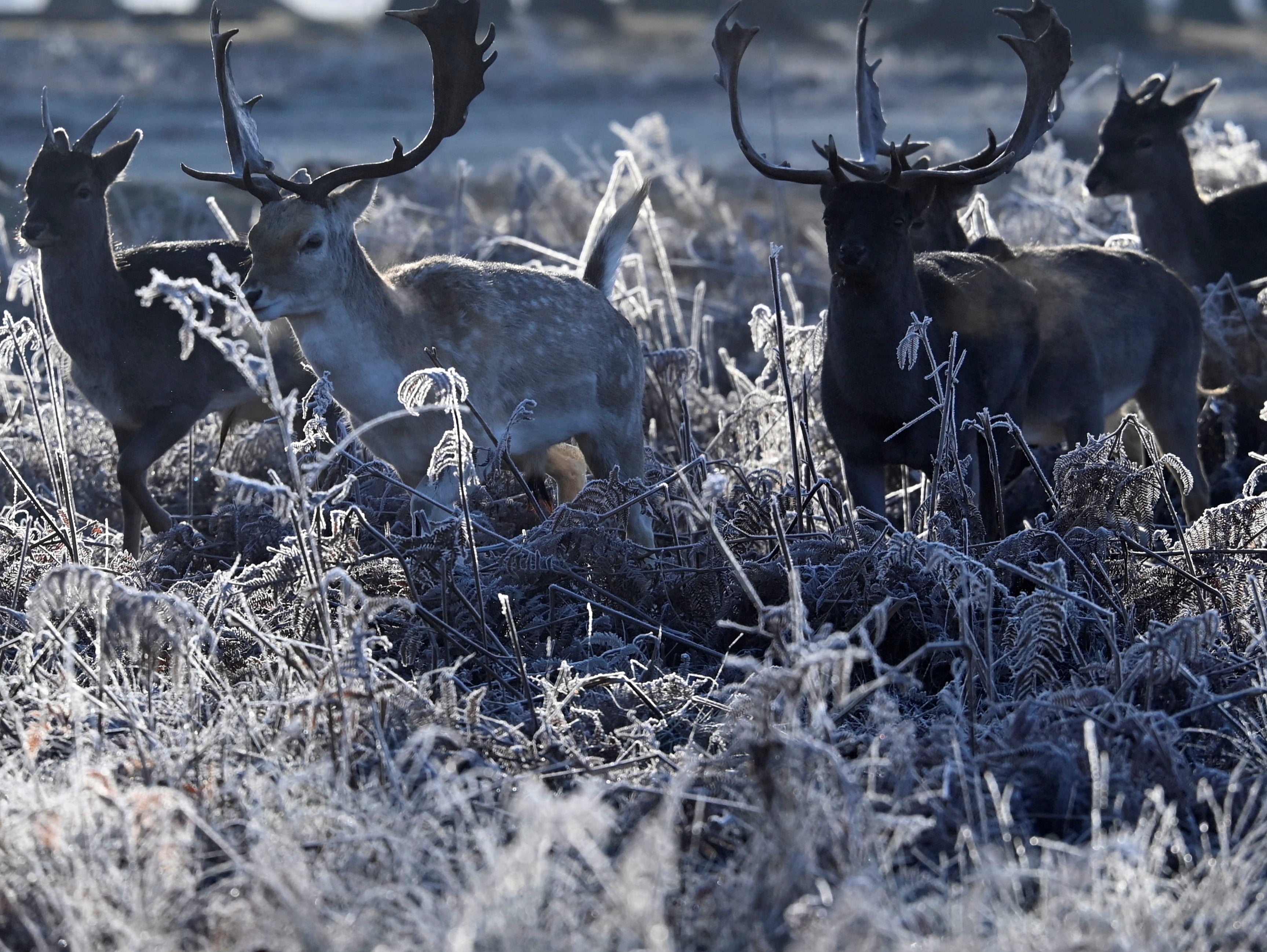 Frozen undergrowth in Bushy Park, London, on Thursday