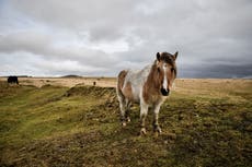 Agreement struck to allow wild camping on parts of Dartmoor