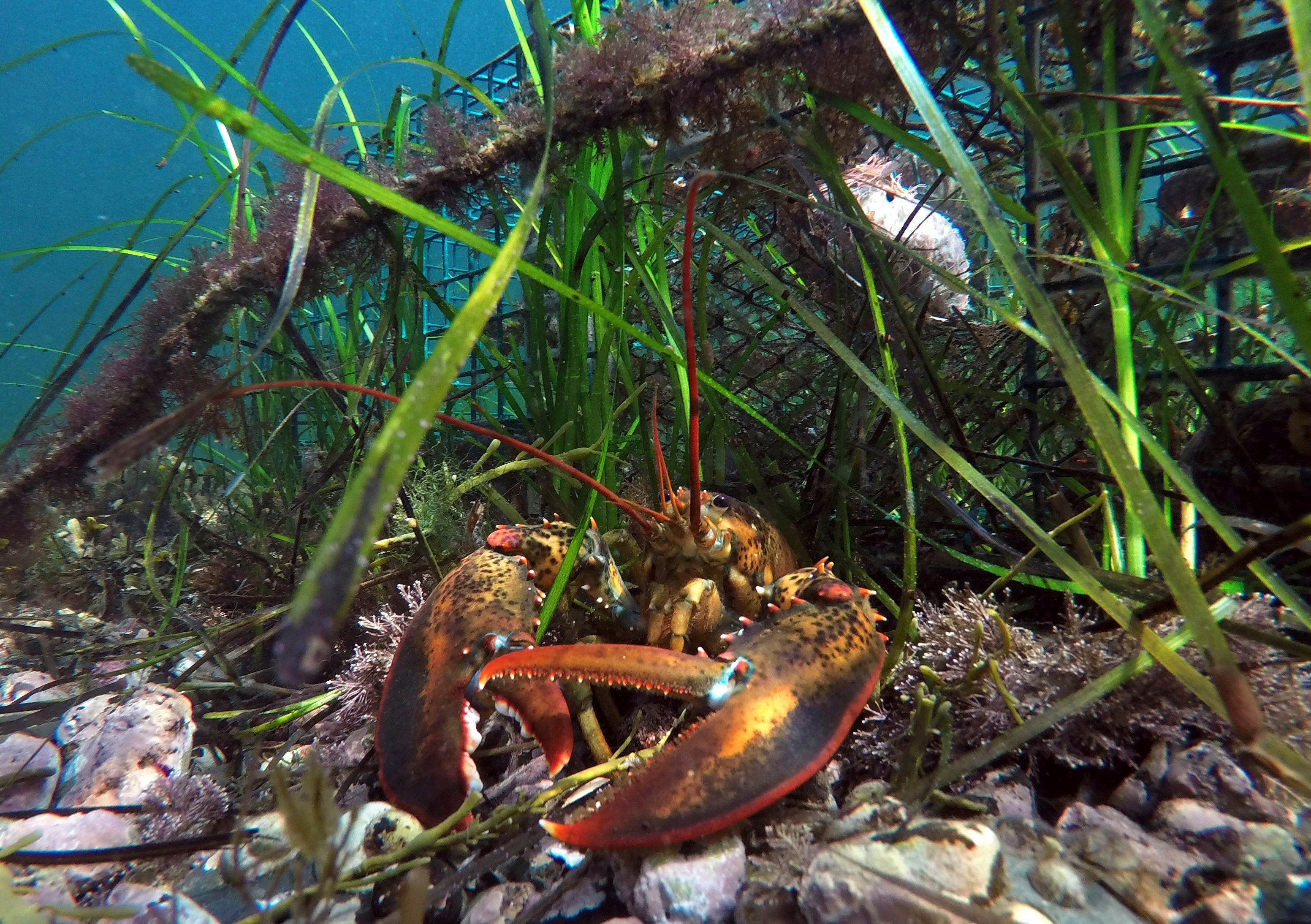 Warming Oceans Tiny Organisms