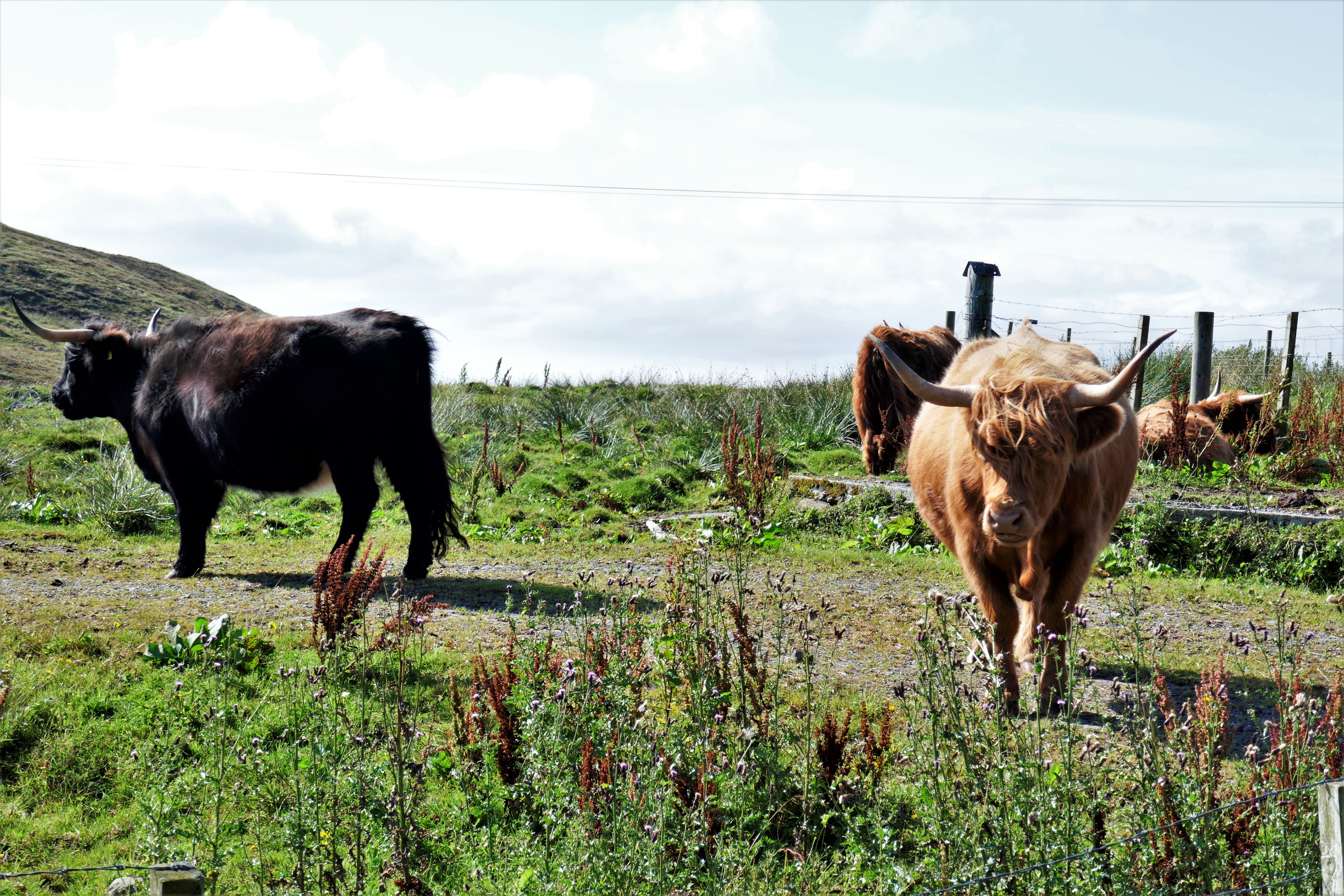 Spotted: Highland cows along the Hebridean Way