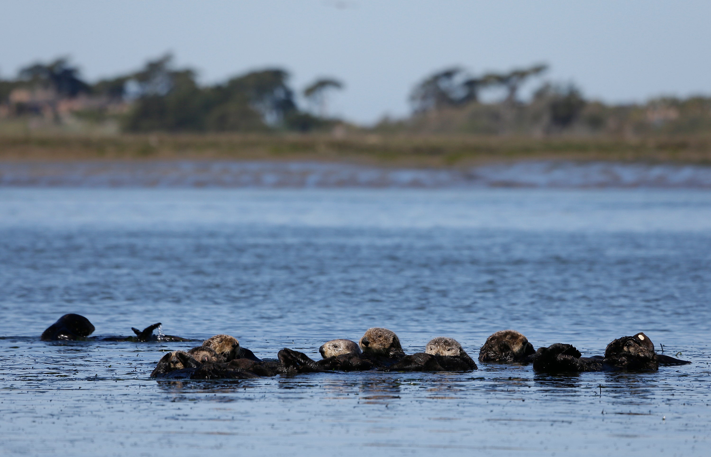 Sea Otters Reintroduction