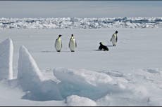 New emperor penguin colony in Antarctica discovered from space