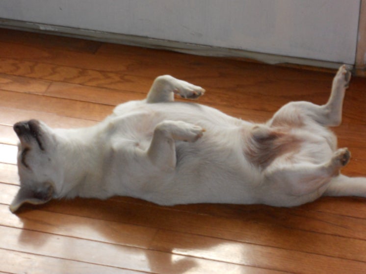 Spike, oblivious to his title as a Guinness World Record holder, naps at the Kimball family house in Camden, Ohio