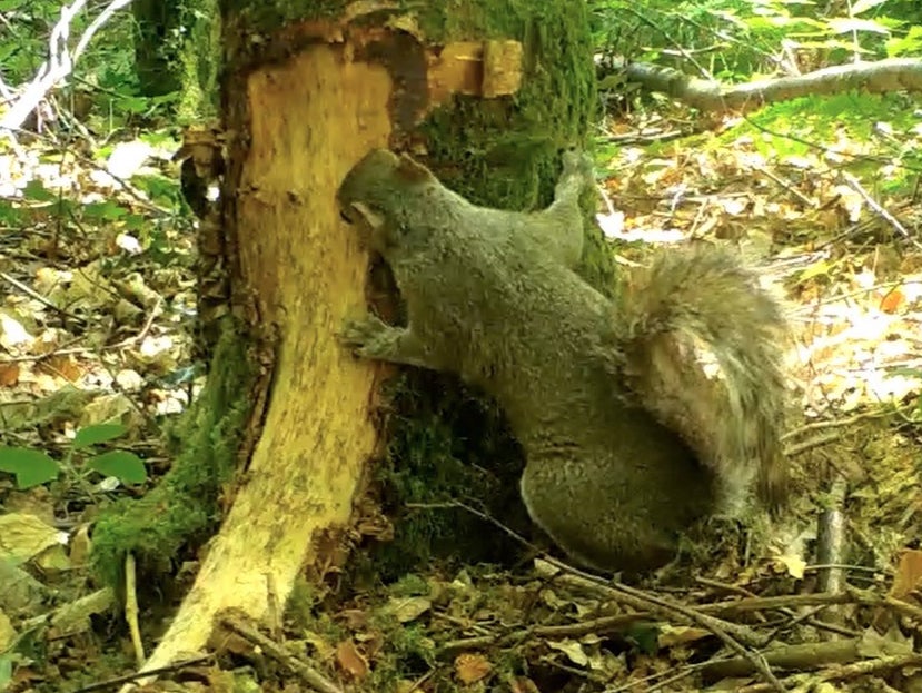 Grey squirrels strip tree bark