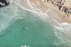 Famous surfing beach in Sydney closed as sharks attack dolphin