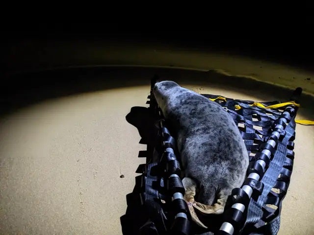 Seal sightings are becoming more common inland as population numbers have surged