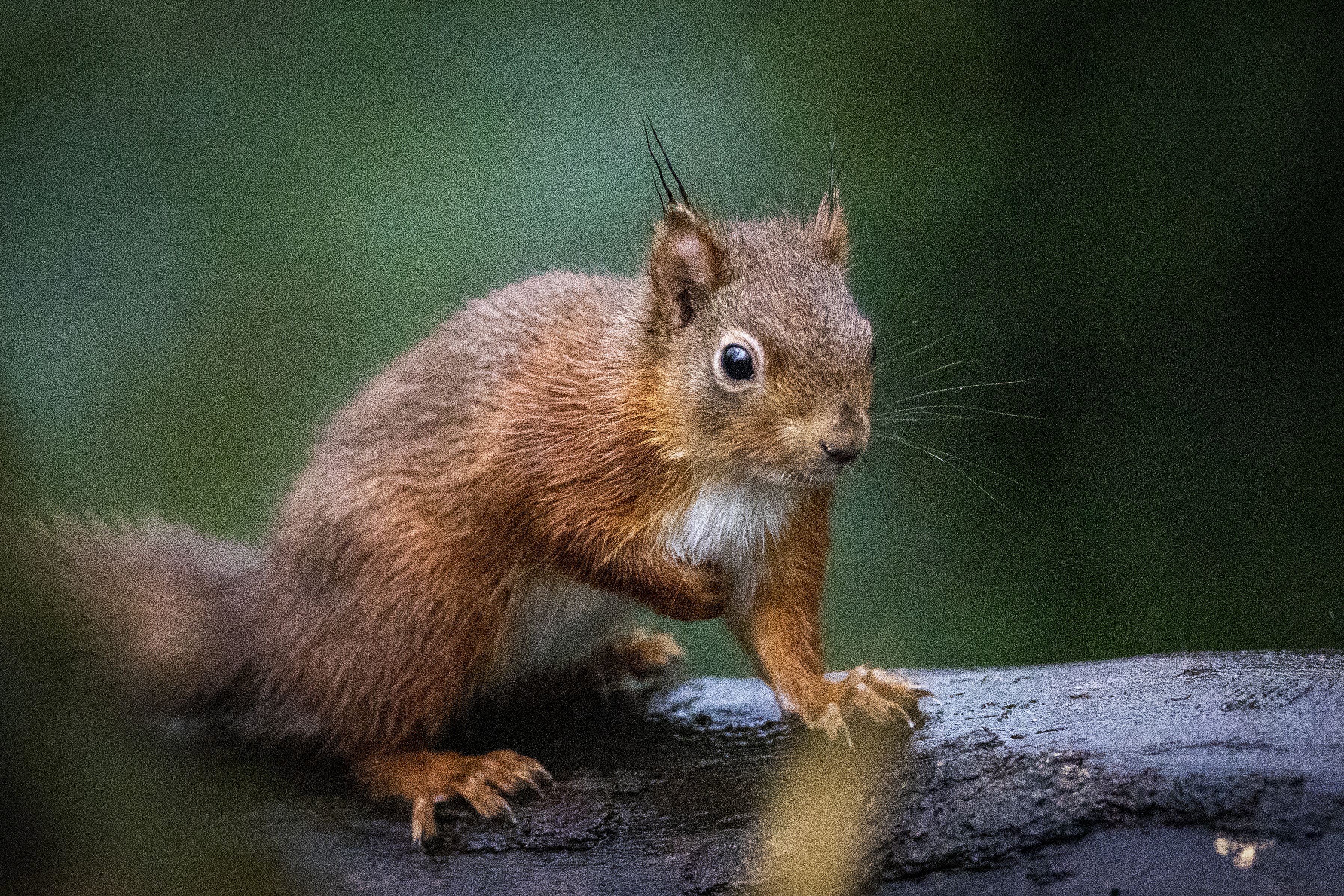 A red squirrel running along a tree branch on the National Trust grounds of Mount Stewart outside Newtownards, Co Down. (PA_