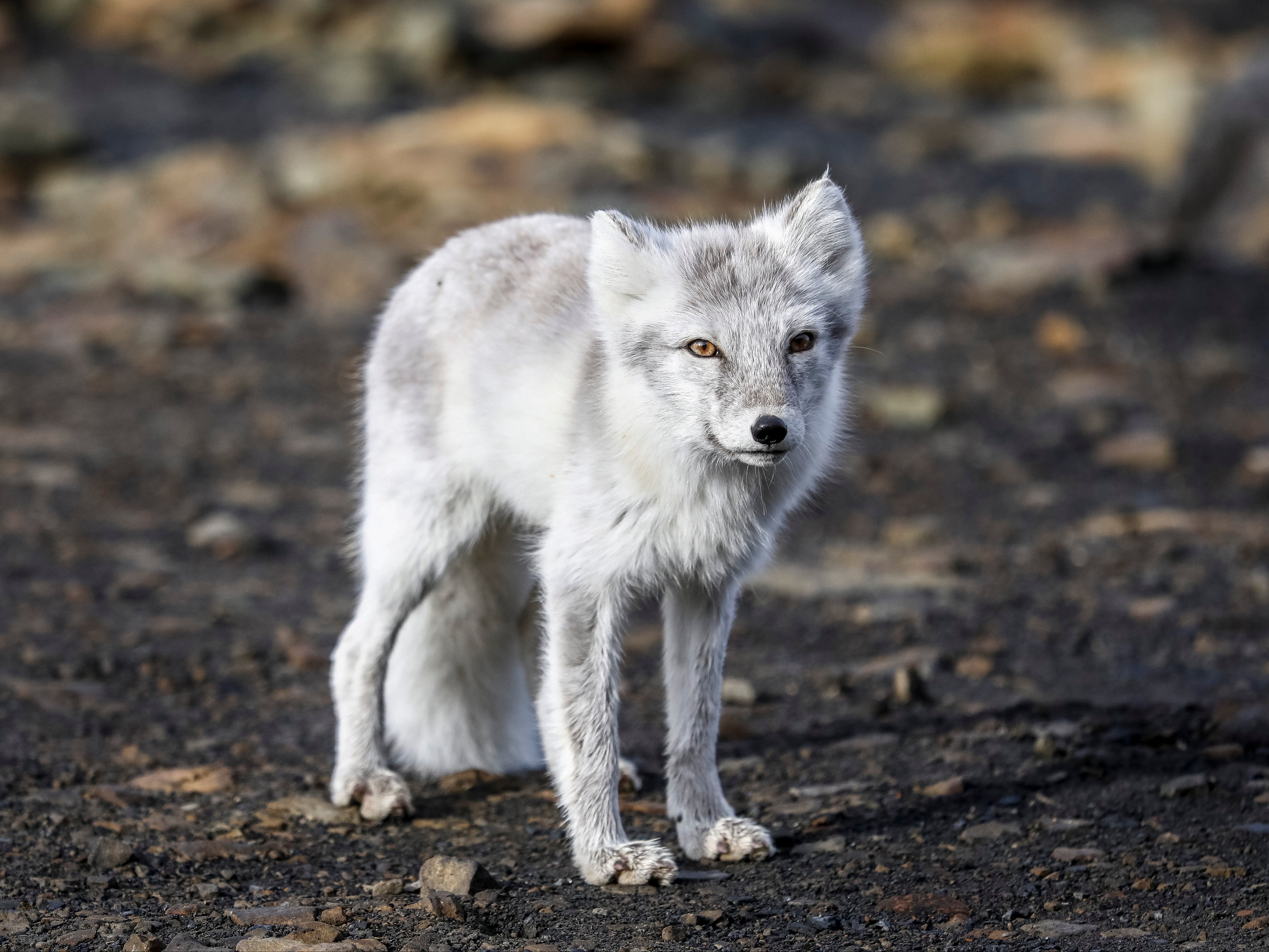 File image: A zoo in China’s Hunan province has come under fire for allegedly neglecting animals after a Weibo user shared photos of a group of arctic foxes with overgrown claws