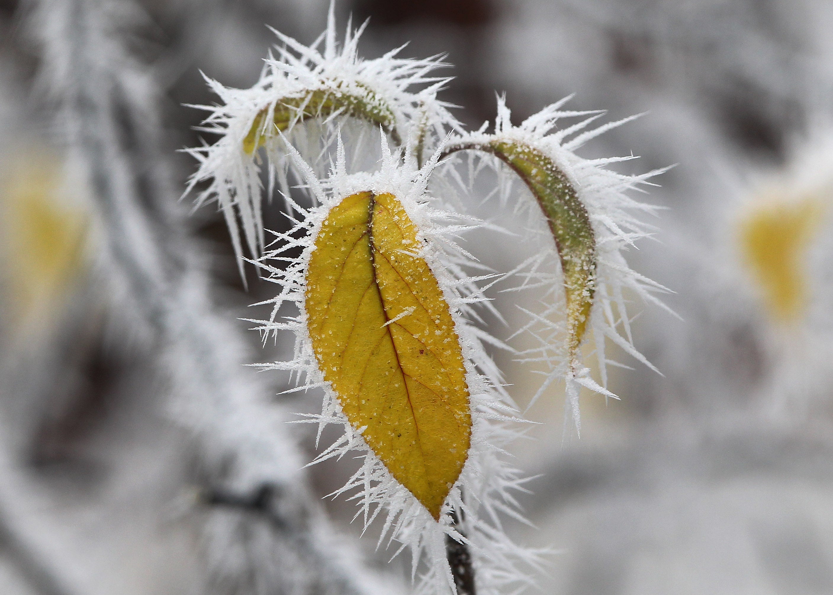 Freezing fog deposits are known as rime