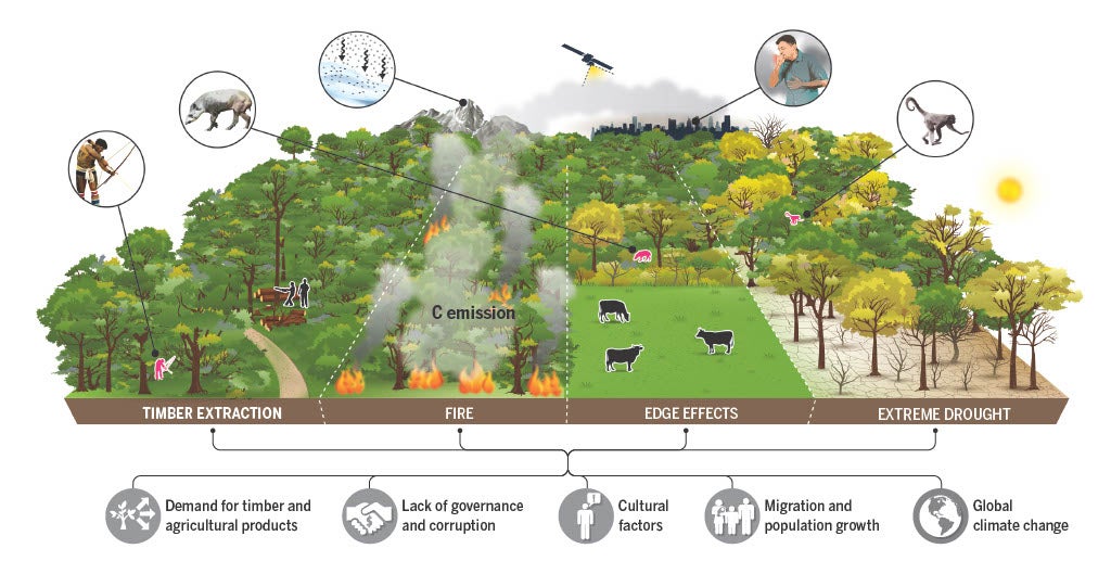 How land degradation is impacting the Amazon rainforest