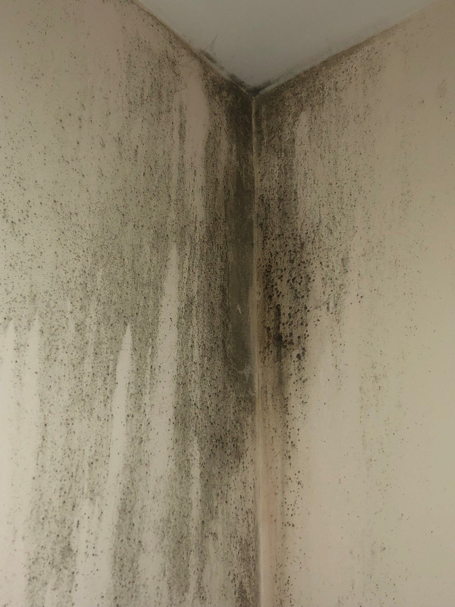 Mould on the walls in Ms Hussain's flat