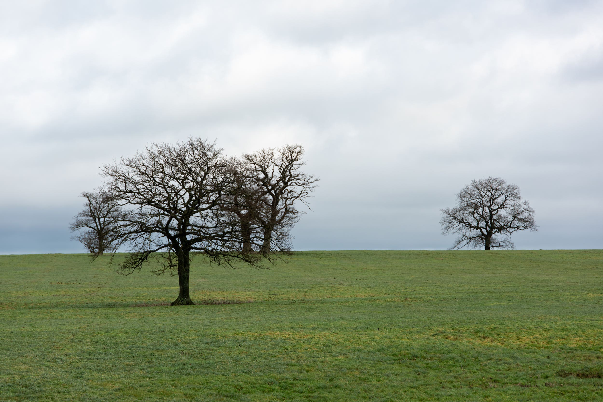 Pastureland at the Heal Somerset nature recovery site (Sam Rose)