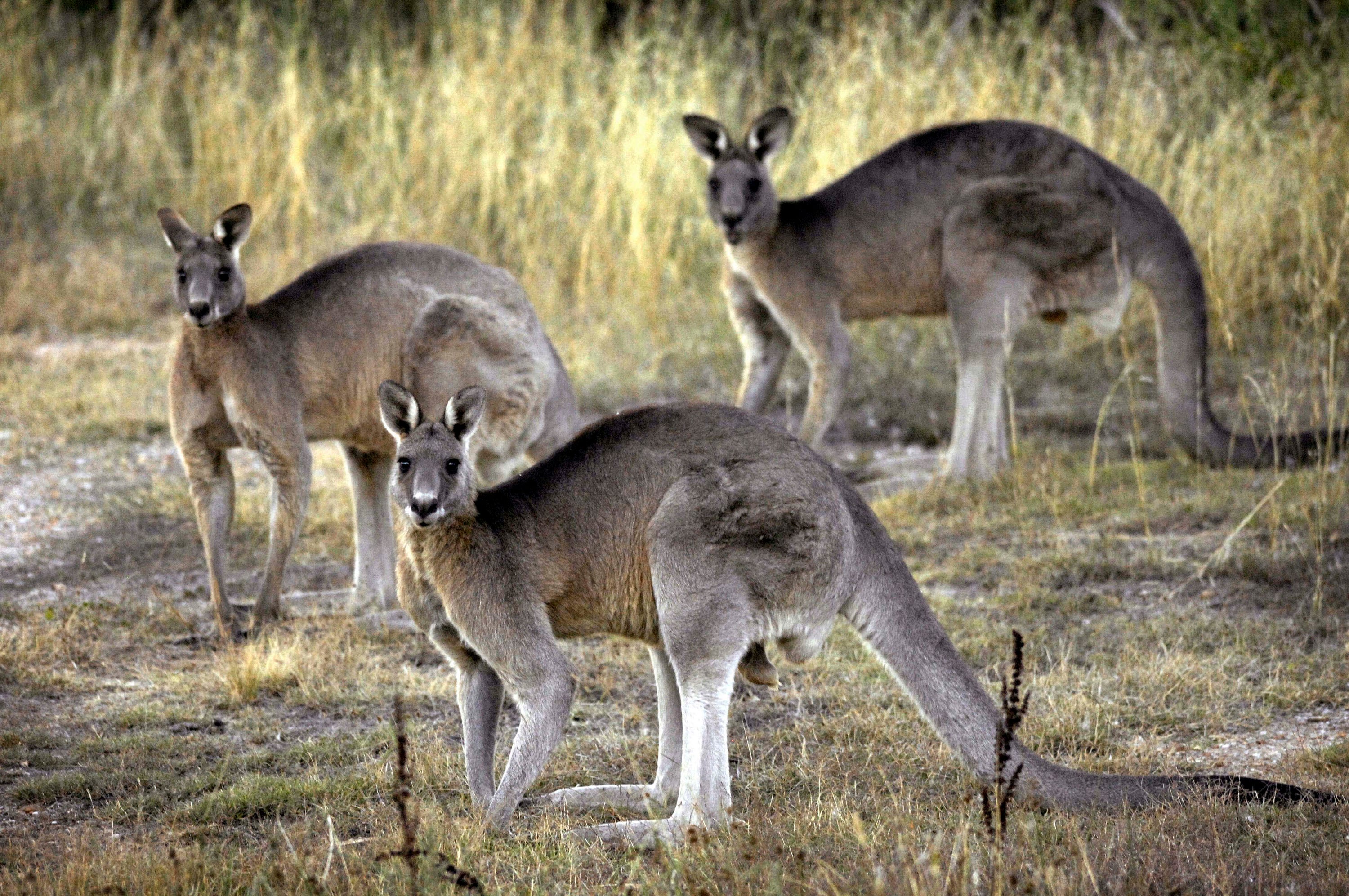 Kangaroos rarely kill humans, but can become aggressive, according to experts