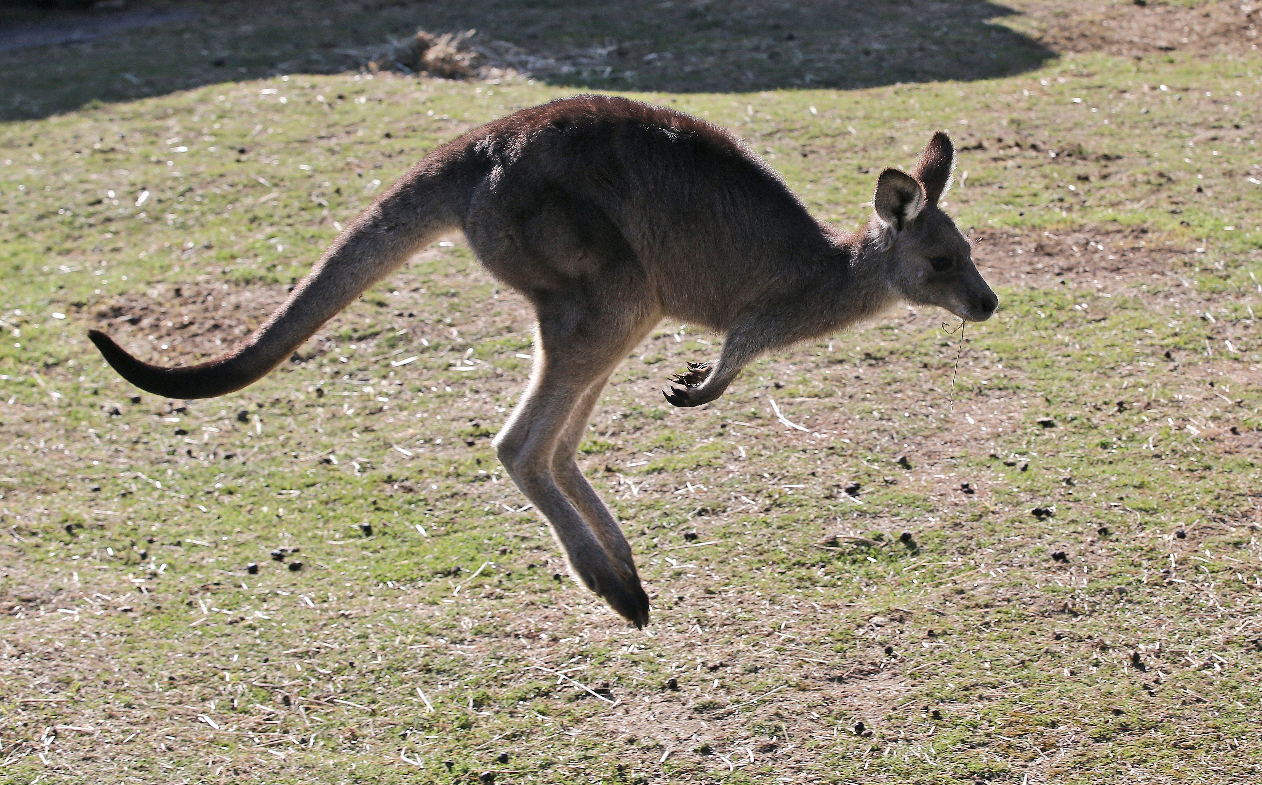 The prime minister accused the committee of being a kangaroo court in his resignation statement