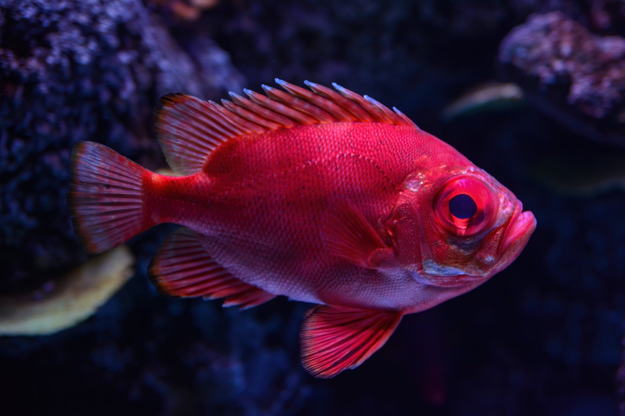 The catalufa is known as ‘popeye’ because of its bulging eyes