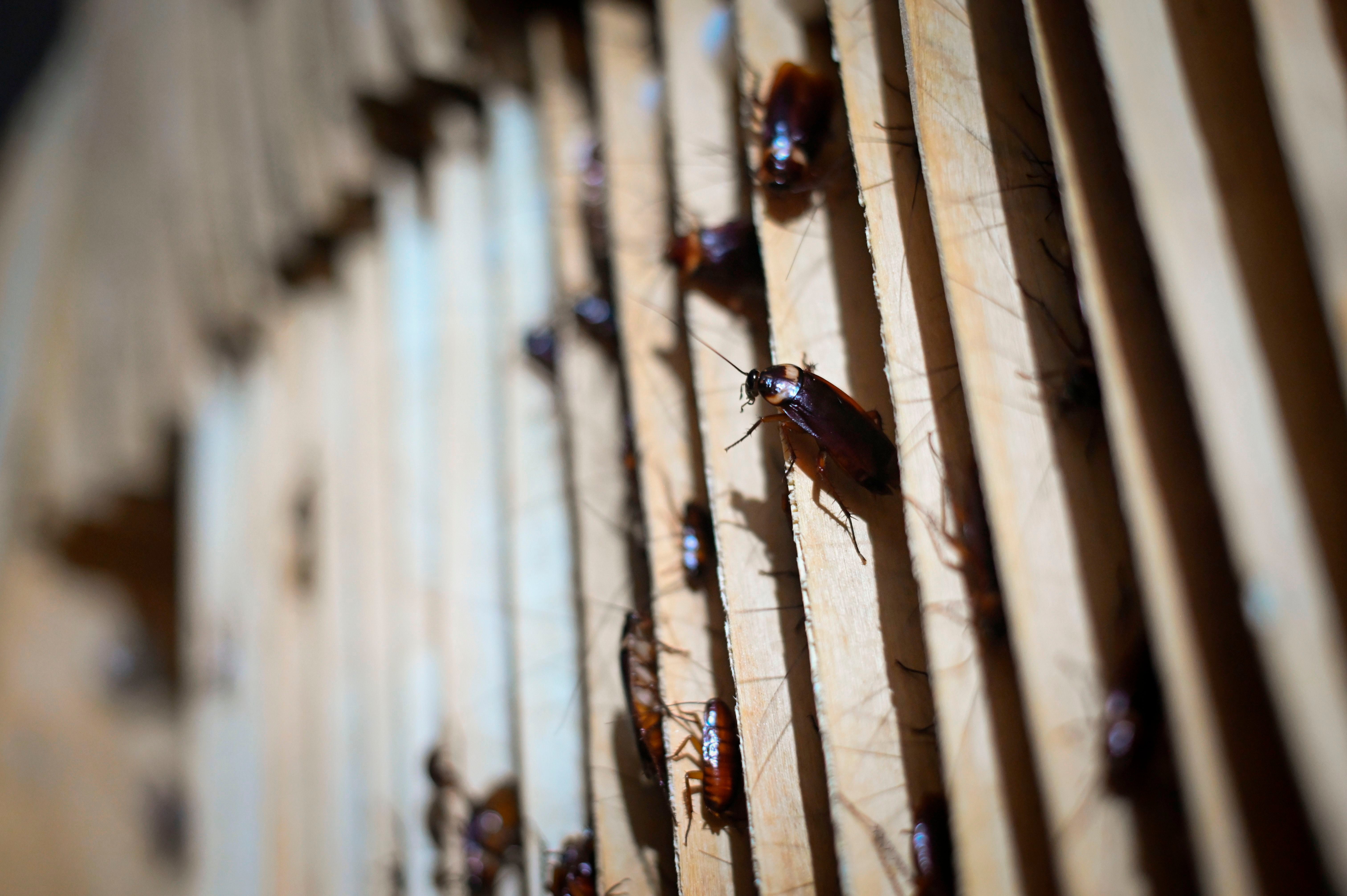 The cockroaches Williams released were a non-native species of cockroach usually used to feed snakes and tarantulas