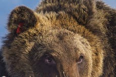 Italian bear famed for bakery break-in dies in accident