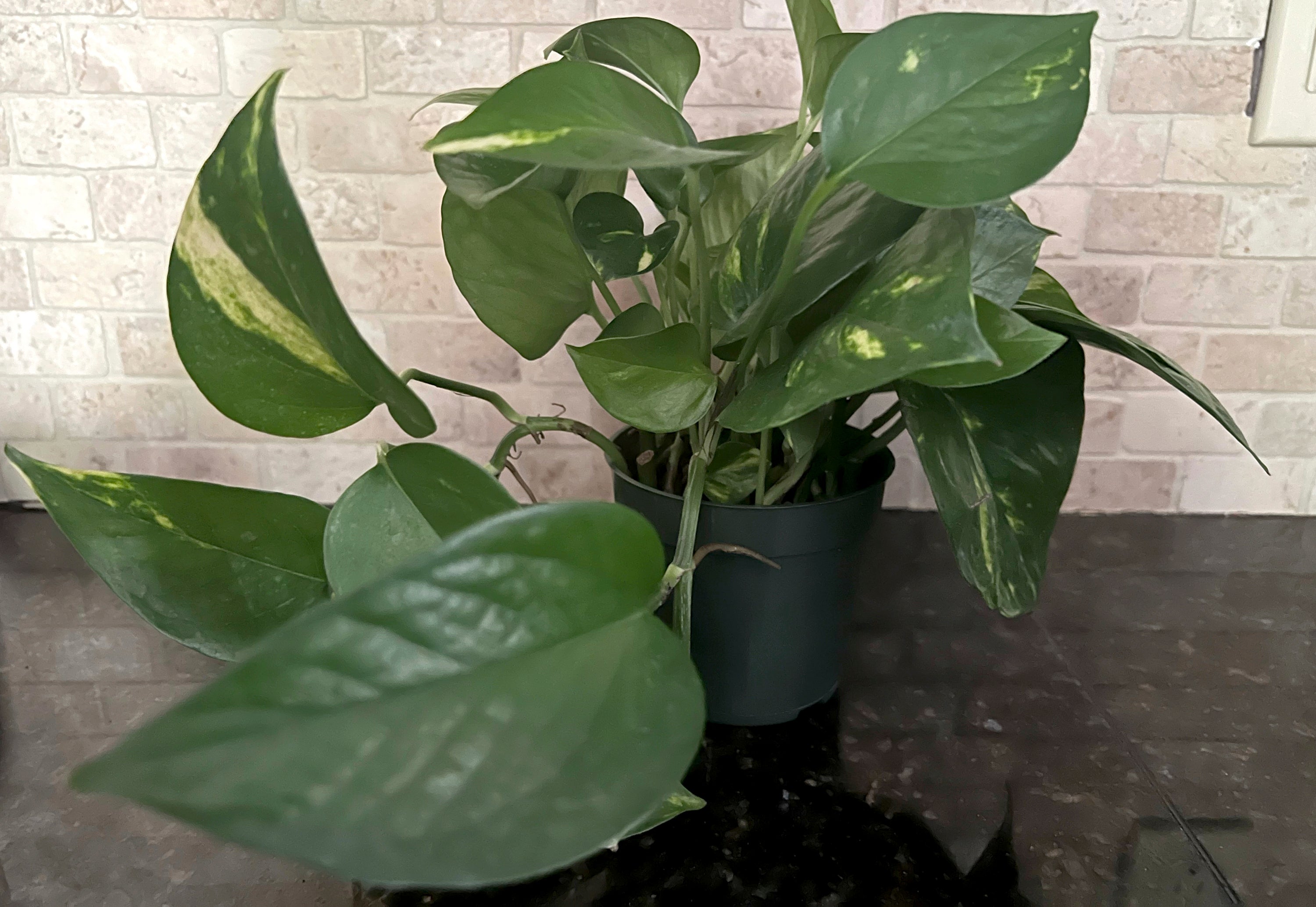 Gardening Toxic Houseplants