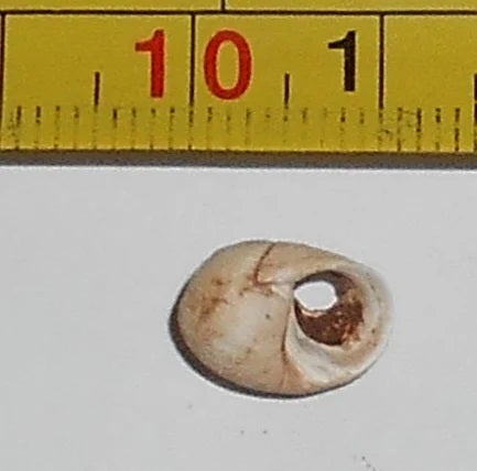 A periwinkle shell bead discovered alongside remains was dated at around 11,000 years old