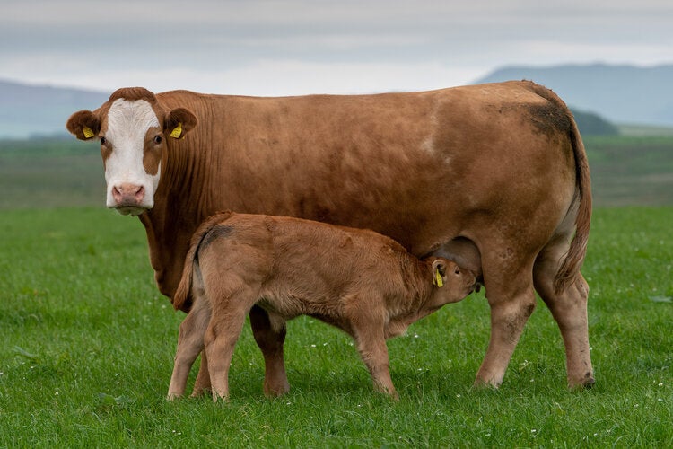 The brother was killed having been threatened by an aggressive cow who had given birth that morning