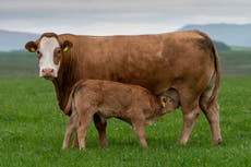 Farmer killed brother with digger as he tried to protect him from aggressive cow