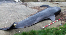 What a whale stranded on UK coast 10 years ago tells us about the climate crisis