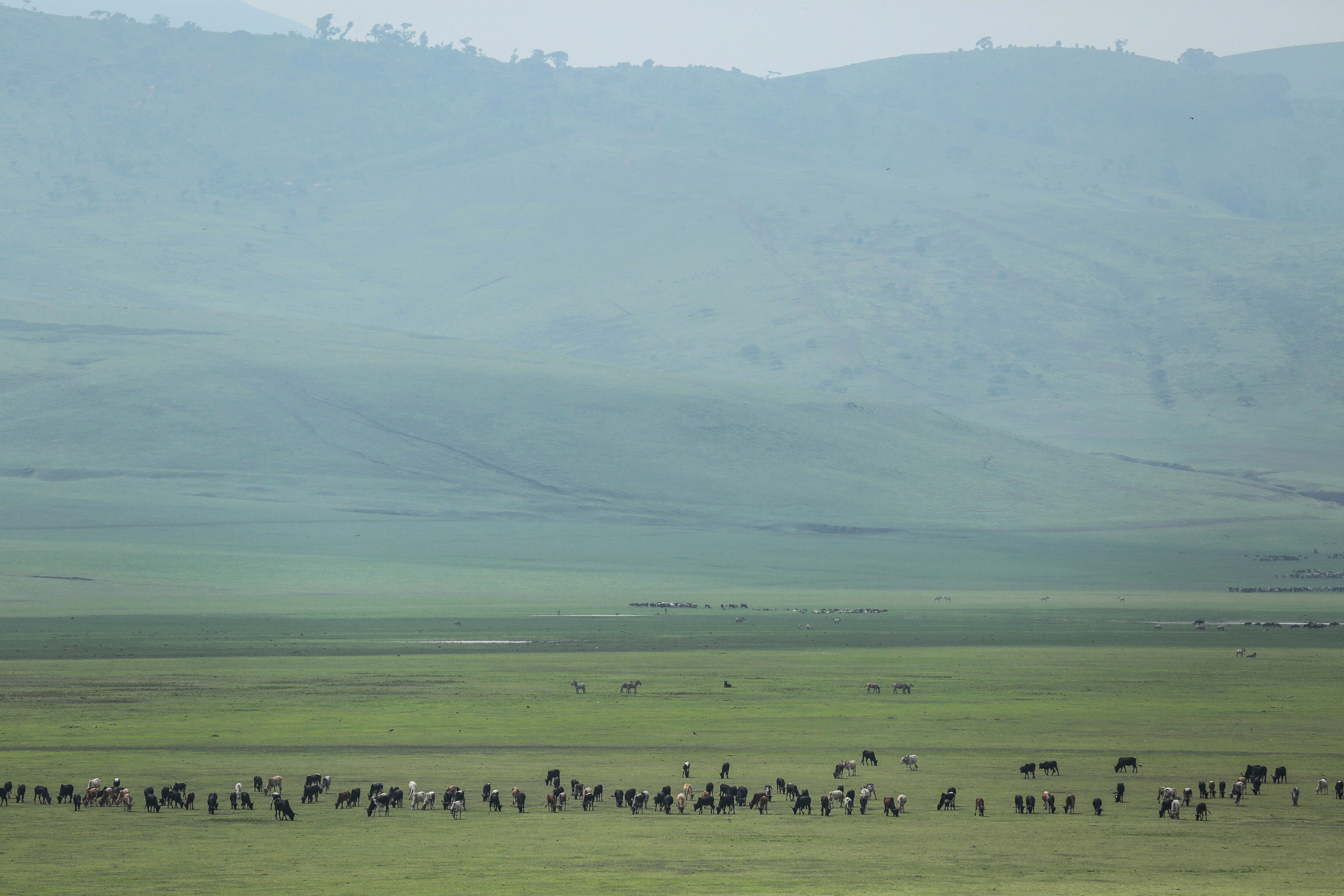 Climate Tanzania Maasai Livestock
