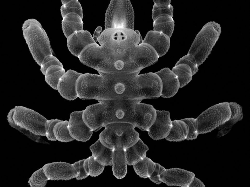 Sea spiders can regrow body parts after amputation and not just limbs