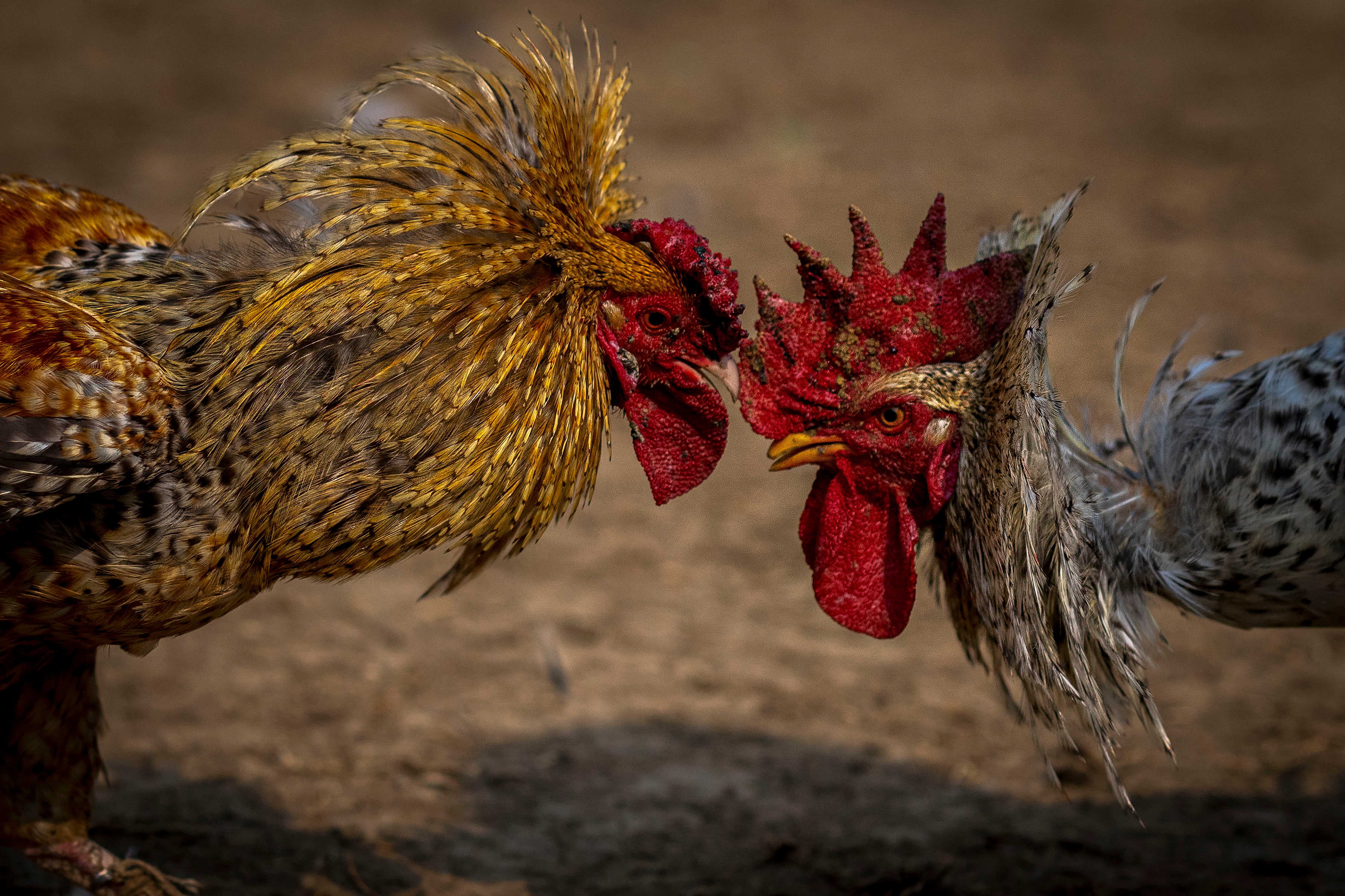 Roosters attack each other during a cockfight as part of Jonbeel festival near Jagiroad, about 75 kilometers (47 miles) east of Guwahati, India, Friday, January, 20, 2023