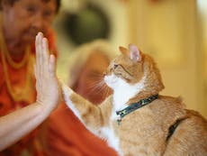 Huge surge in abandoned cats and dogs as RSPCA urges struggling owners to use pet food banks