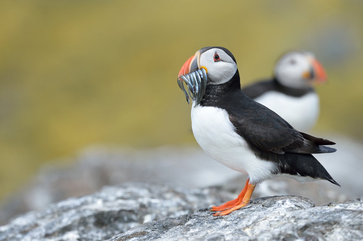 Puffins eat sand eels, which are also in decline