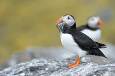 Concerns for red-listed Scottish puffins after mass deaths