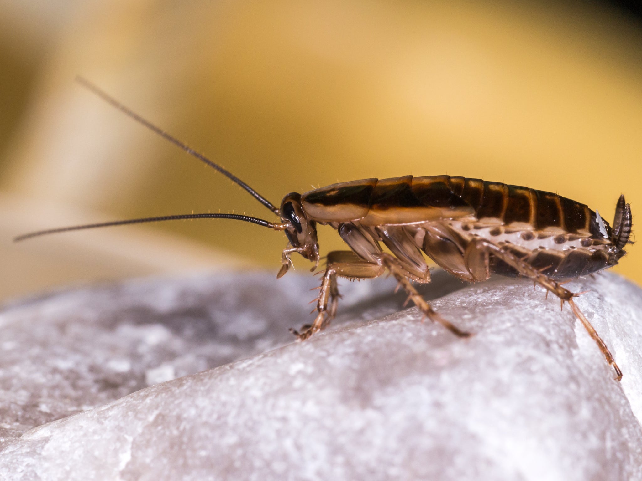 San Antonio Zoo visitors are being offered the chance to name a cockroach, which will later be eaten