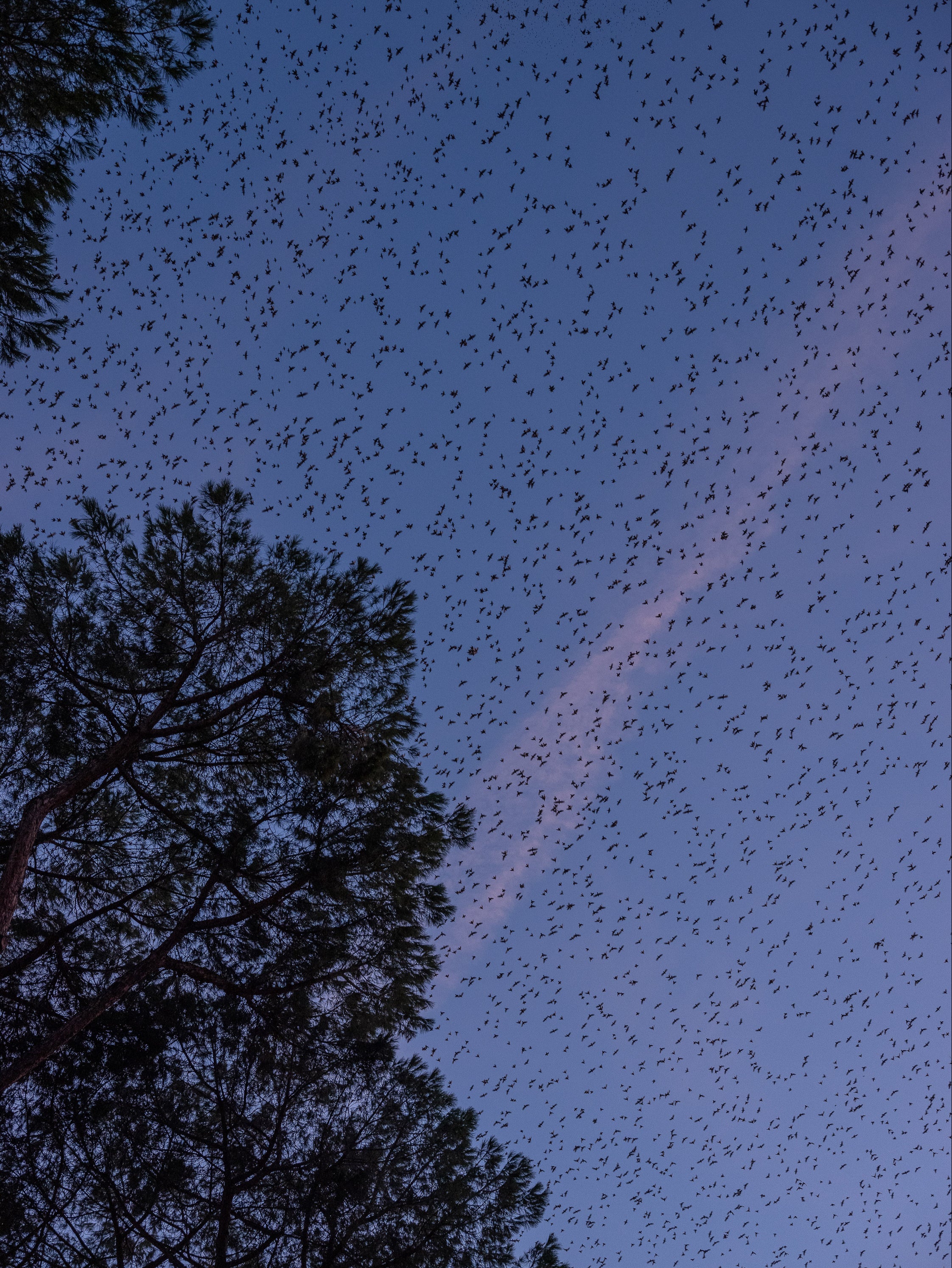 The birds move with such synchronicity it’s been said that starlings are telepathic