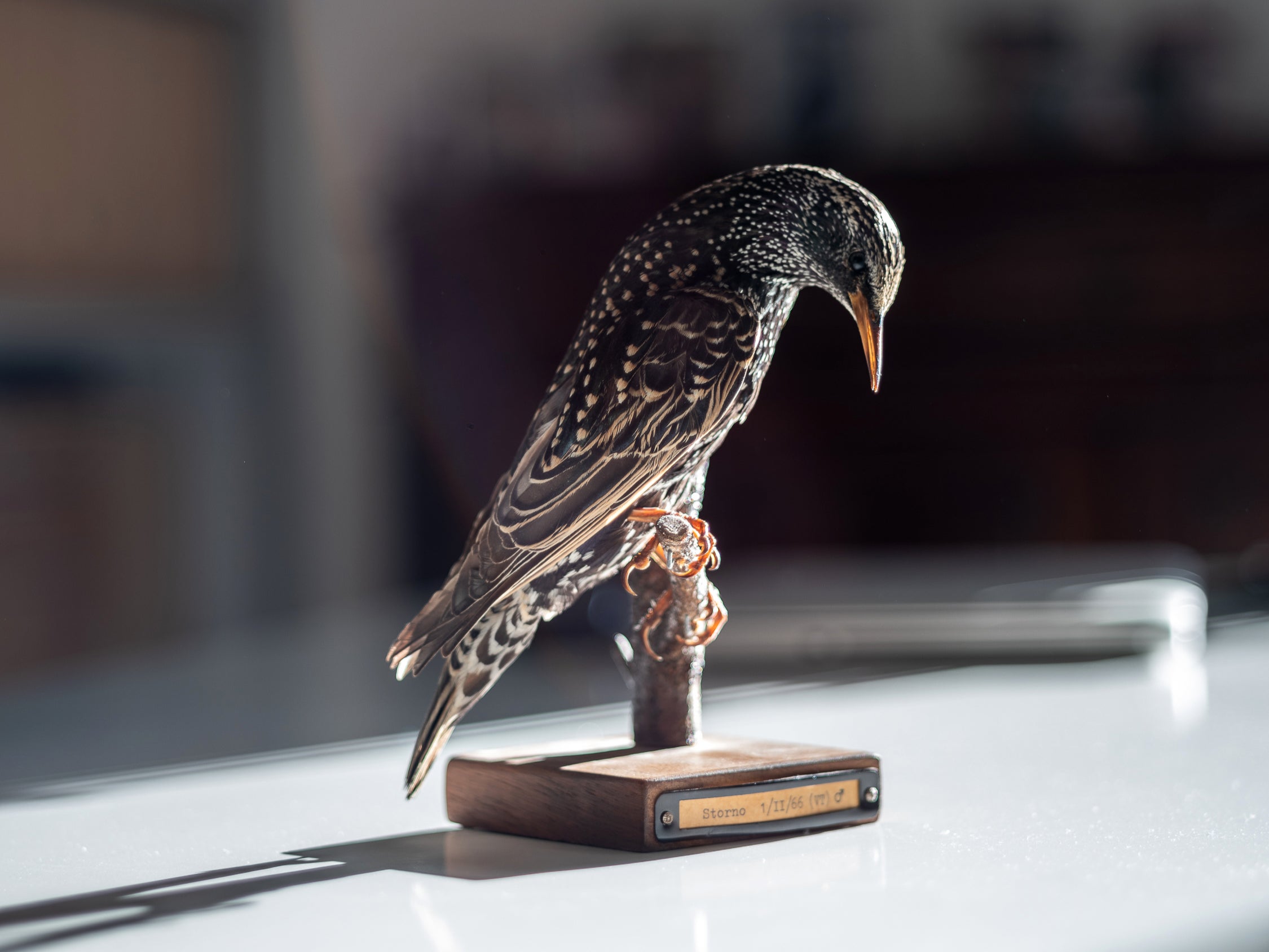 An embalmed starling sits on the desk of Alessandro Montemaggiori