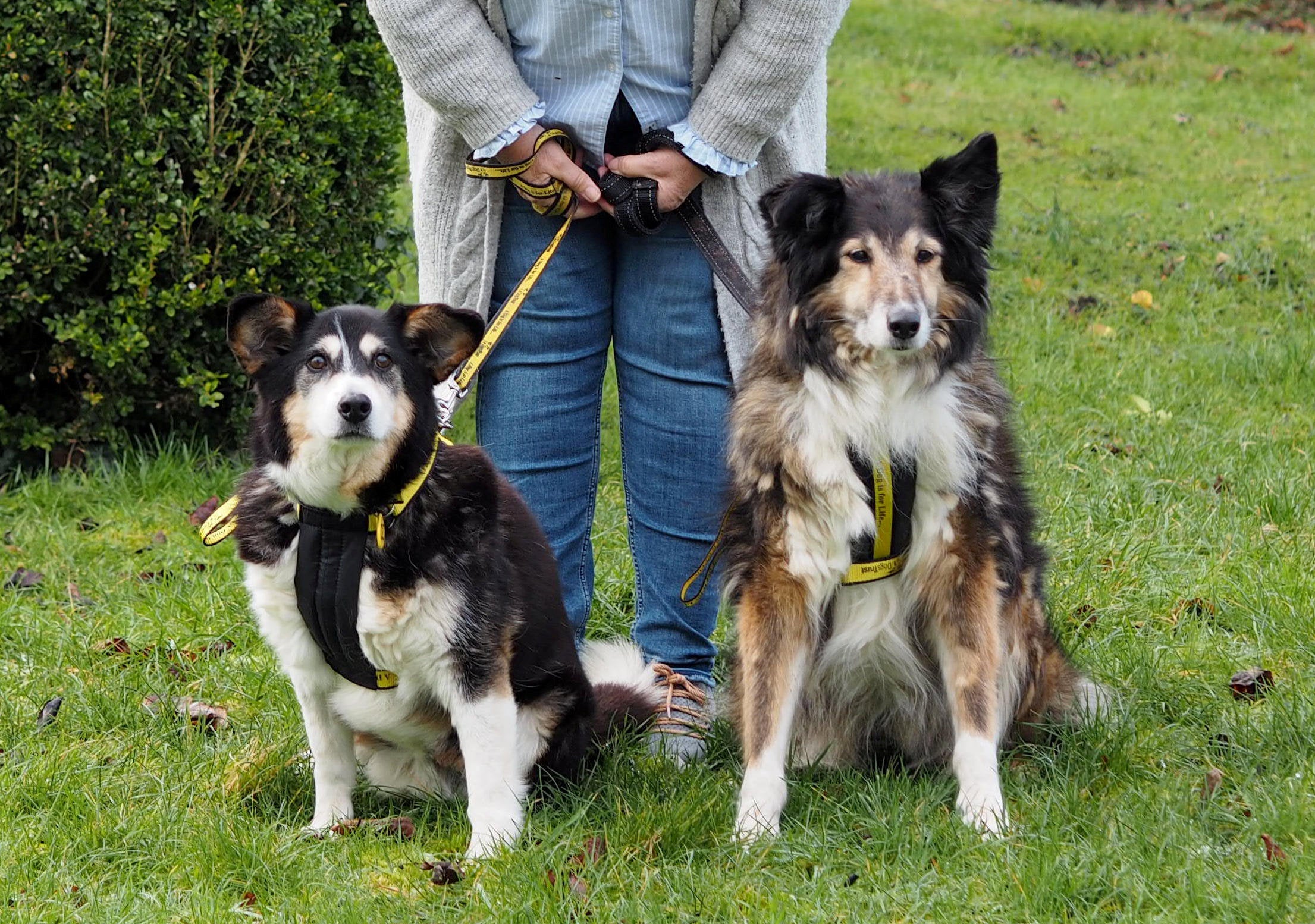 Teddy (R) & Sheba (L). Dogs Trust’s oldest doggy duo, with a combined age of 34.